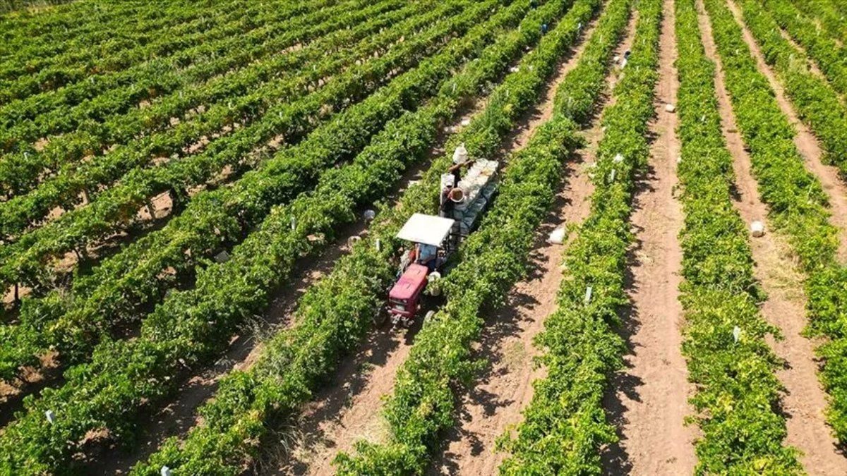 301 milyon liralık tarımsal destek ödemesi hesaplara yatırıldı