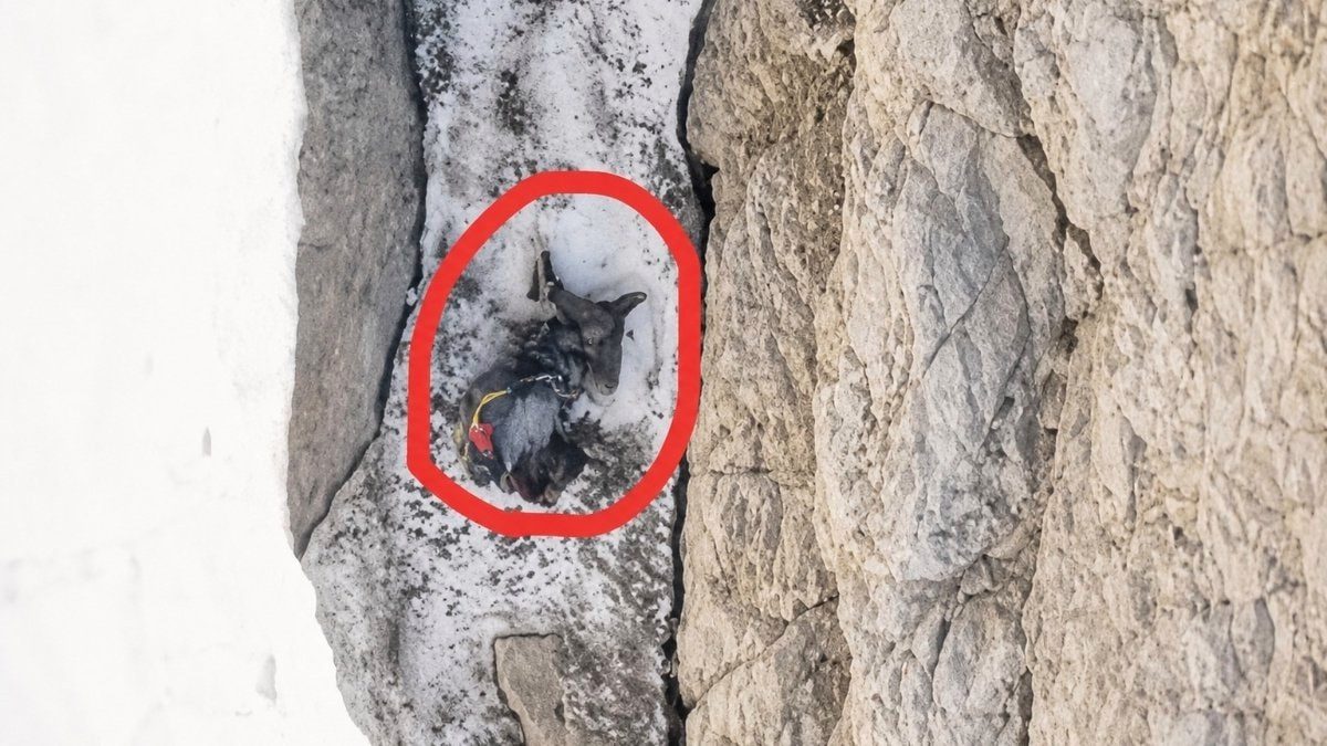 Hakkari'de tırmanış sırasında hayatını kaybeden Yüksel Işık'ın dengesini kaybederek düştüğü tespit edildi