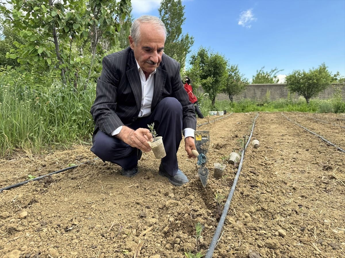 Hakkarili çiftçi ata tohumlarını koruyup verimli ürünler yetiştiriyor