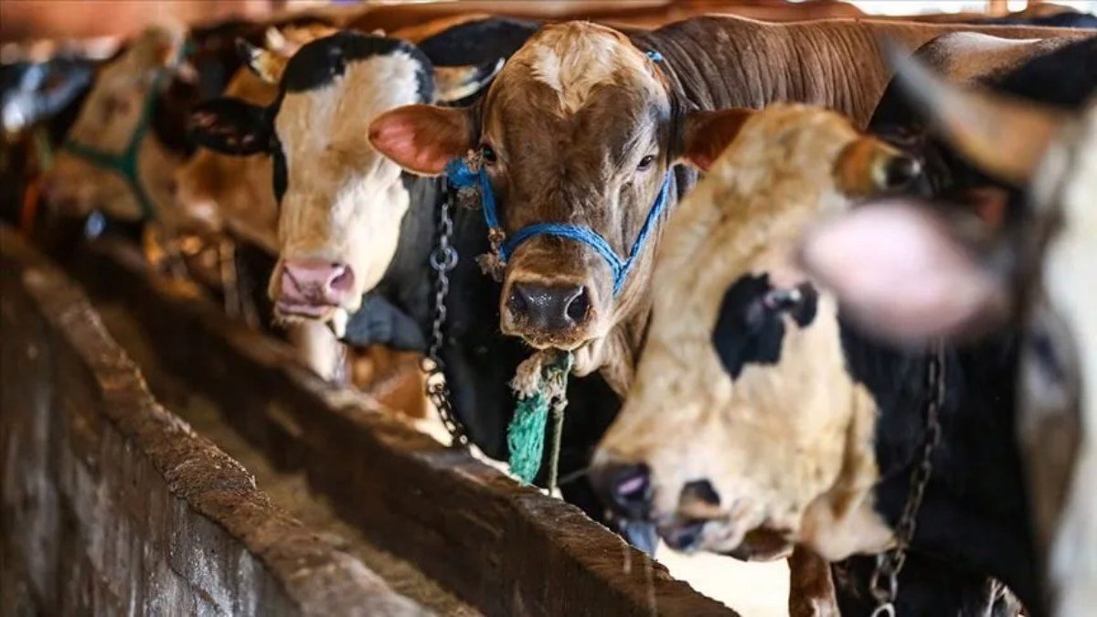 Hayvan kesimhanelerine kamera zorunluluğu getirildi