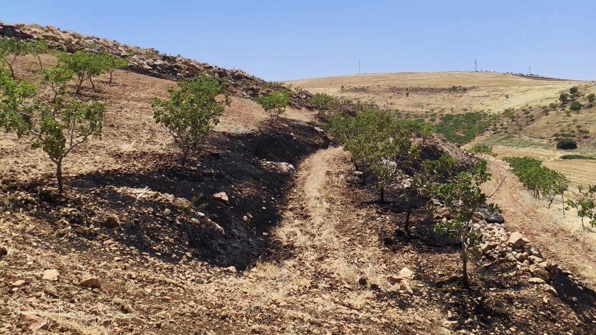 Siirt'te fıstık bahçesinde yangın: 95 ağaç kül oldu