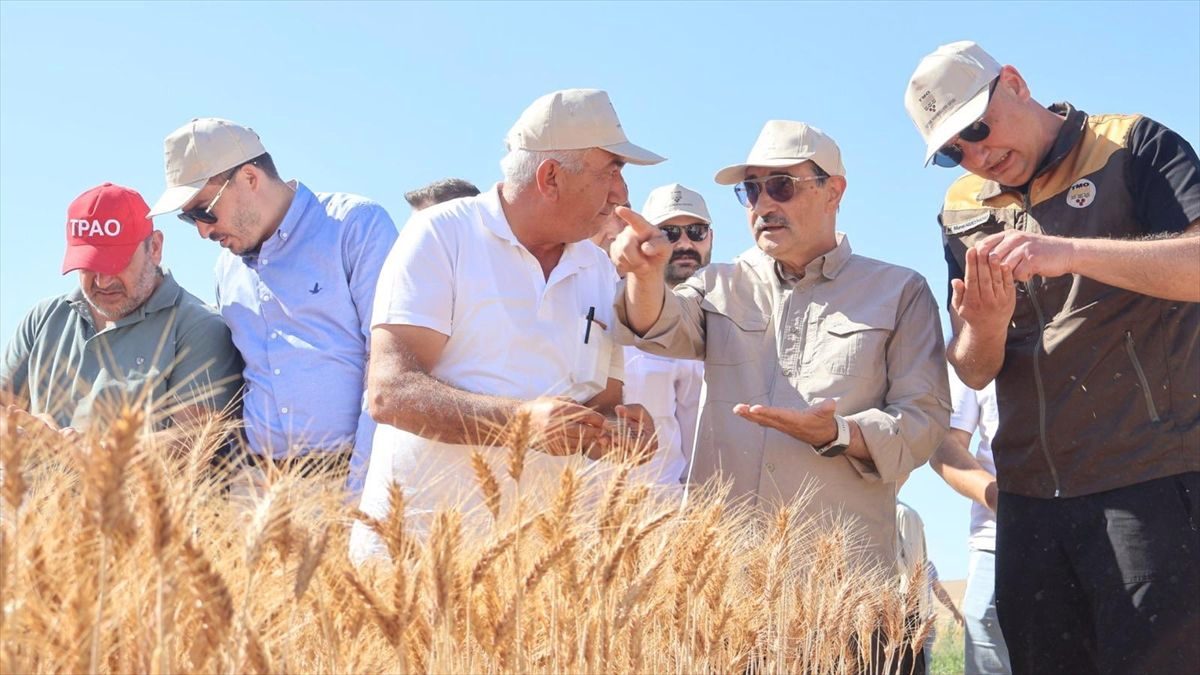 TBMM Yapay Zeka Araştırma Komisyonu Başkanı Dönmez buğday hasadına katıldı