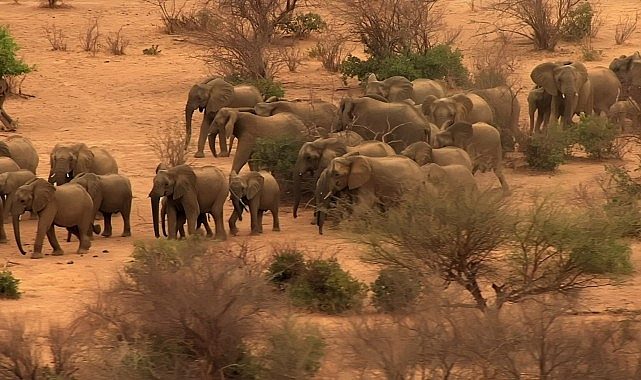 'Fil Dünyası', 12 Ağustos Çarşamba Saat 20.00'de National Geographic WILD Ekranlarında!