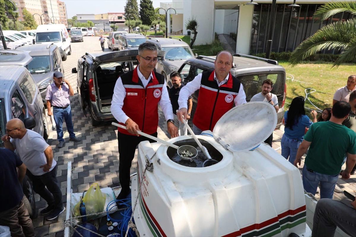 Manisa'ya 1.2 Milyon Yavru Sazan Bırakıldı