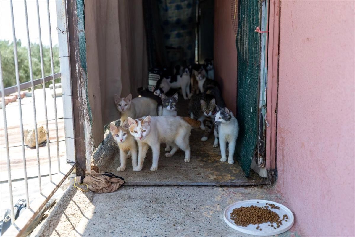 Mersin'de 100 Kedi Sağlıksız Evden Kurtarıldı