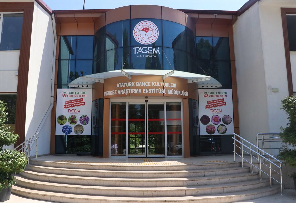 Yalova'da aronya katma değerli ürüne dönüşüyor