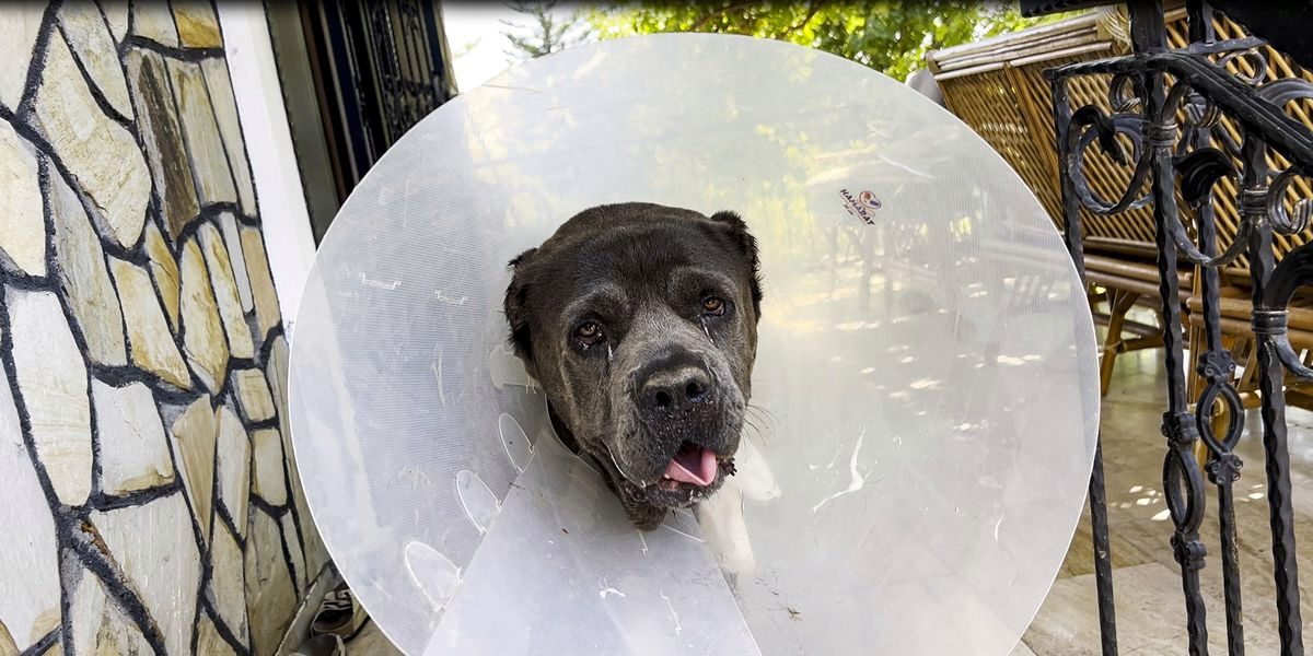 45 Kiloluk Köpeğin Rahminden 6 Kilo 750 Gram Enfeksiyonlu Kitle Çıkarıldı