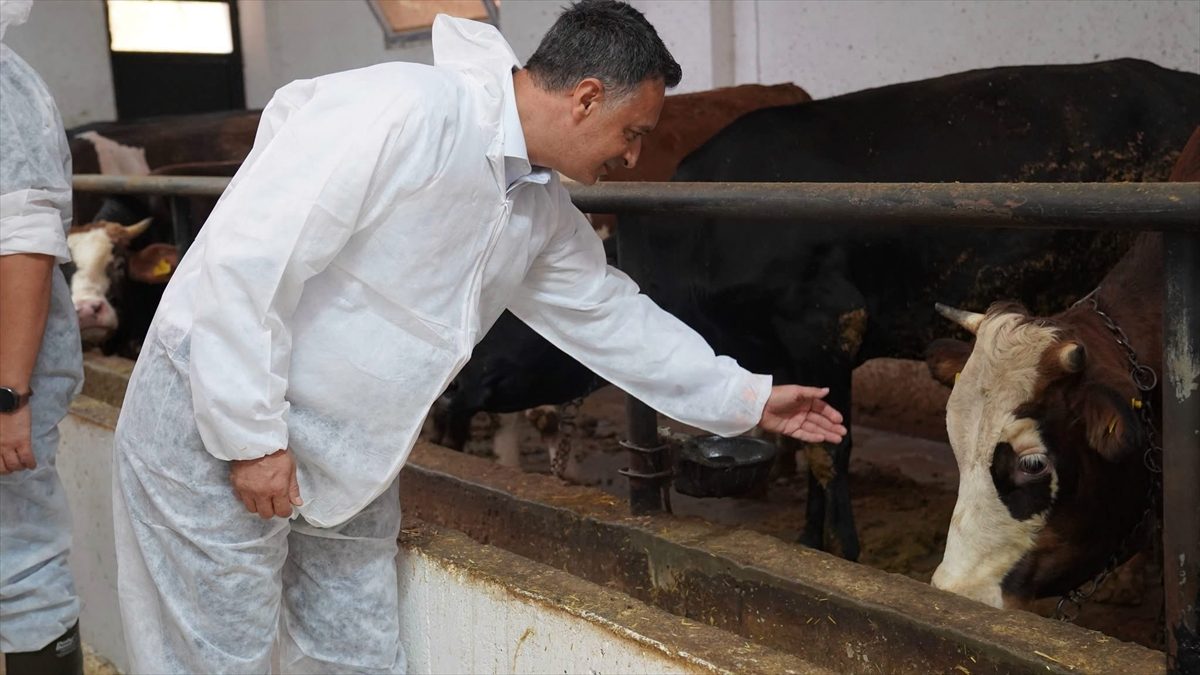 Bartın'da yaklaşık 45 bin büyükbaş hayvan şap hastalığına karşı aşılanacak