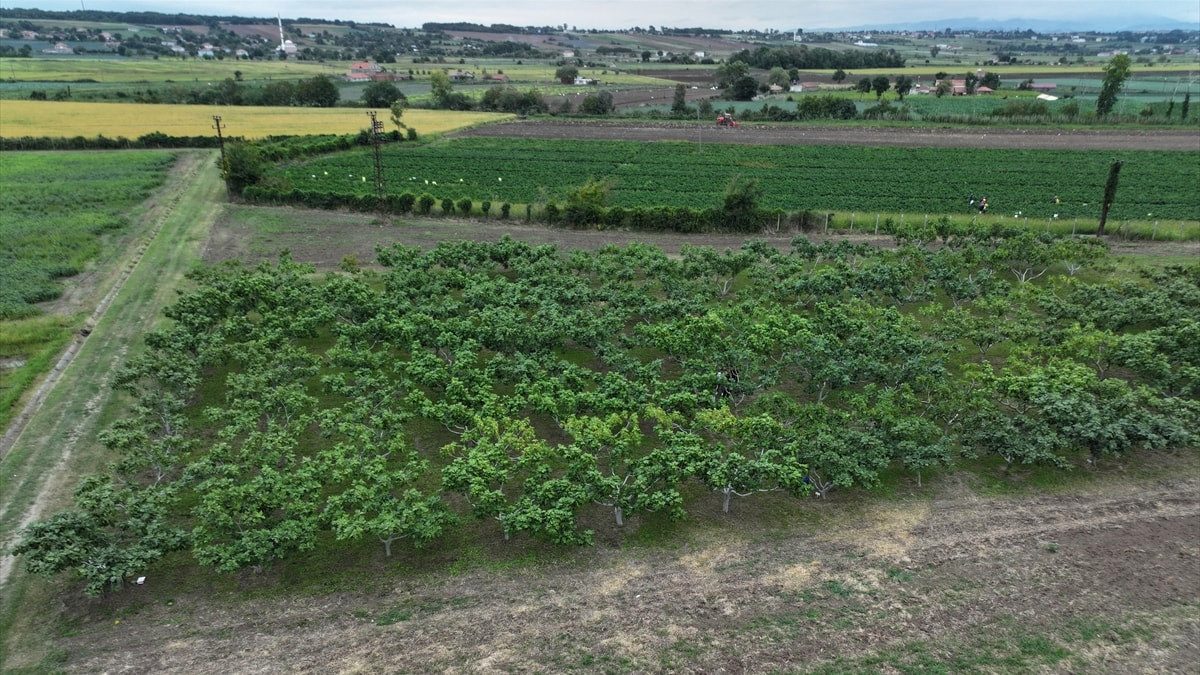 Karadeniz'in yerel incirleri geleceğe taşınıyor