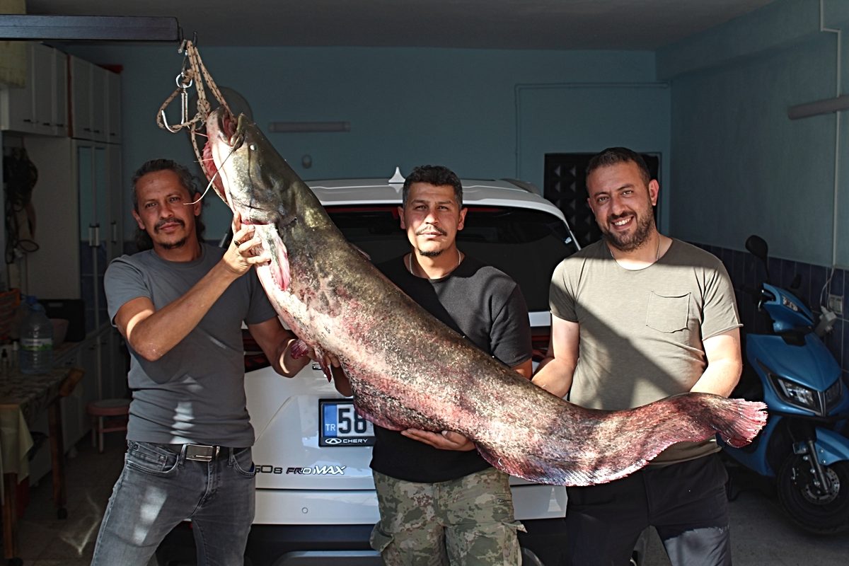 Kızılırmak'ta oltaya 190 santimetrelik yayın balığı takıldı