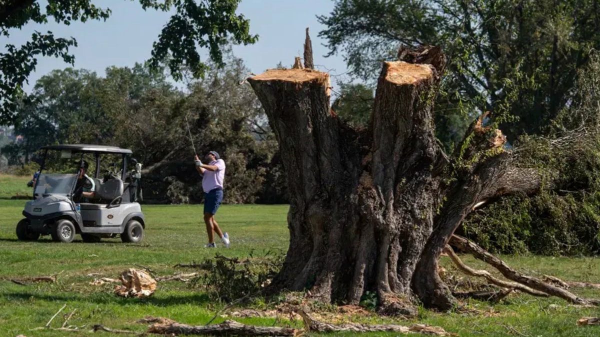 Donald Trump'ın golf sahası projesindeki ağaç kesimine yeni yargı freni