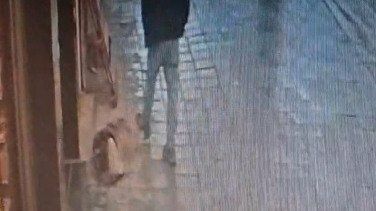 İstanbul'da uyuyan köpek, kendisine tekme atan adamı ısırdı