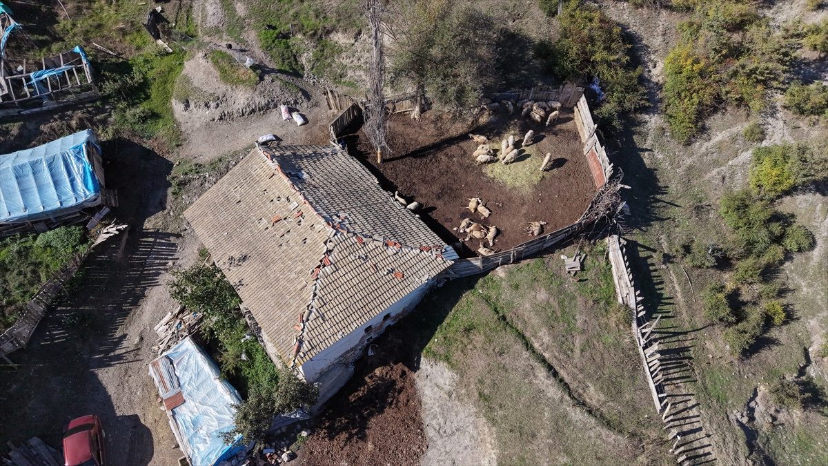 Kastamonu'da ahıra giren kurtlar 18 koyunu telef etti, 500 bin lira zarara yol açtı