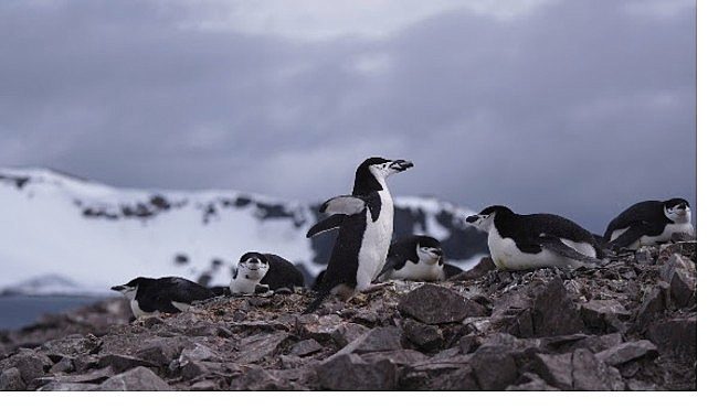 'Penguen Dünyası', 7 Ekim Çarşamba Saat 20.00'de National Geographic WILD Ekranlarında!