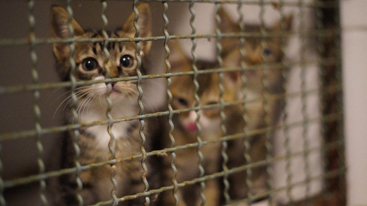 Vietnam'da pişirip yemek için 2 bin 700 kedi çalan çete çökertildi