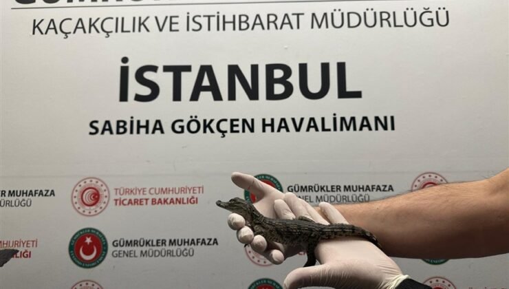 Havaalanında 17 Yavru Timsah ve 10 Yavru Kertenkele Yakalandı