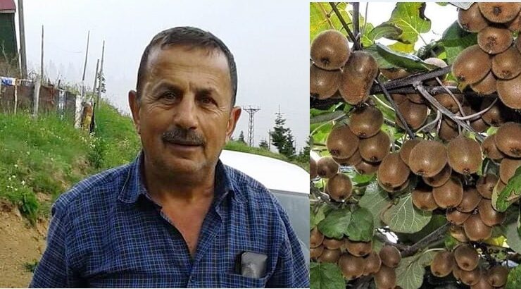 Sis Dağı eteklerinde kivi hasadı