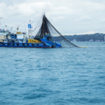 Türkiye Balıkçılık Sektörüne 4. Kez Tam Uyum Ödülü