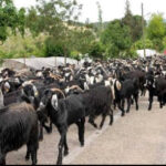 Antalya’da Yörüklerin yayladan dönüşü başladı