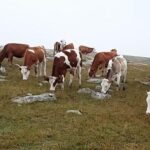 Ardahan’da çalınan 60 hayvan bulundu