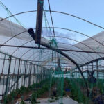 Antalya Aksu’da hortum seralara zarar verdi