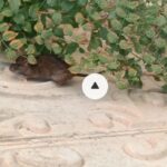 Dev fare görenleri şaşırttı