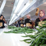 Antalya Büyükşehir Belediyesi israfı önlüyor, yerel üreticiyi destekliyor! – Birlik Haber Ajansı