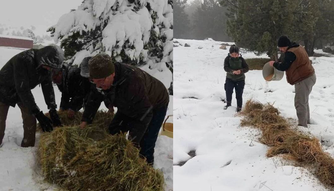 Burdur yaylalarında kar kalınlığı arttı yaban hayvanlar için seferberlik başladı – Birlik Haber Ajansı