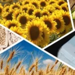 Çiftçilere destek ödemeleri hesaplara aktarıldı