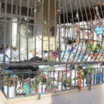 Yaşlı kadının evinden 2 kamyon dolusu çöp çıktı