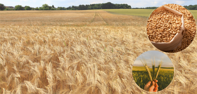 Tarımsal destekleme ödemeleri üreticilerin hesaplarına aktarıldı – Birlik Haber Ajansı