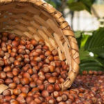 Ticaret borsalarında 286 bin ton fındık işlem gördü