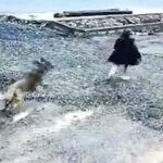 Gaziantep’te başıboş köpek çocuğa saldırdı – Birlik Haber Ajansı