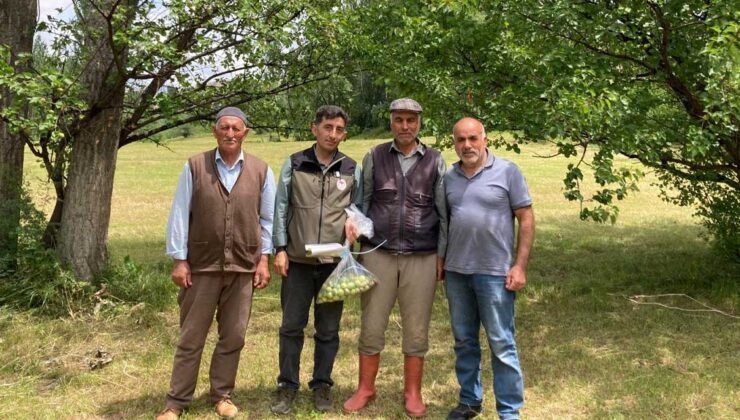 Kars Tarım İl Müdürlüğü, hasat öncesi pestisit denetimleri gerçekleştirdiler