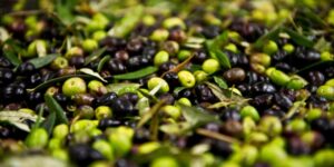 2024'te 60 milyon dolarlık zeytin ihraç edildi