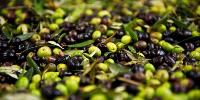 2024'te 60 milyon dolarlık zeytin ihraç edildi