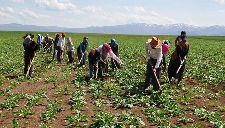 Mevsimlik tarım işçileri için 25 milyon lira kaynak ayrıldı