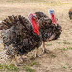 Isparta’da yılbaşı hindileri elde kaldı – Birlik Haber Ajansı