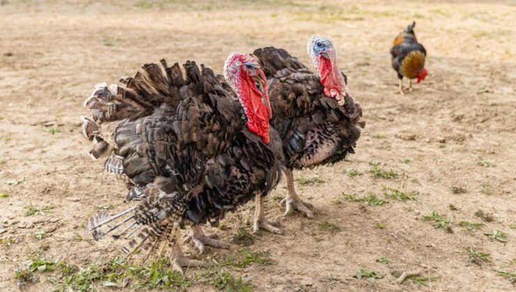 Isparta’da yılbaşı hindileri elde kaldı – Birlik Haber Ajansı