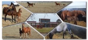 TİGEM 16 safkan Arap kısrağı satacak