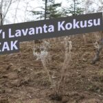 Turhal’da lavanta projesi ile ekonomik dönüşüm – Birlik Haber Ajansı