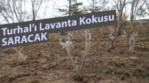 Turhal’da lavanta projesi ile ekonomik dönüşüm – Birlik Haber Ajansı