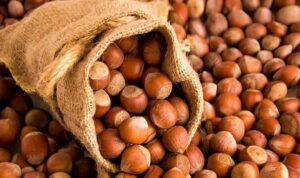 Türkiye'nin fındık ihracatında ilk sıra Almanya'nın