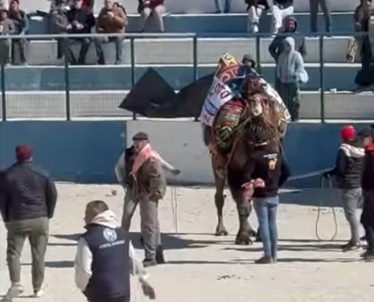 Demre’de deve güreşlerinde kavga çıktı