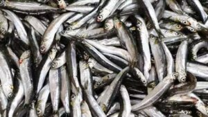 Kar düştü: Hamsi balıkçıların yüzünü güldürdü