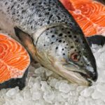 Norveç’te kayıp somon krizi: Bulana ödül verilecek