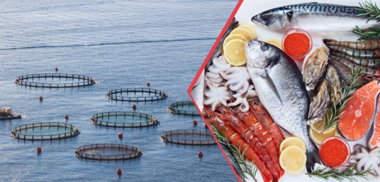 Su Ürünleri İhracatında Rekor