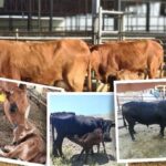 TAGEM’in hayvancılık ıslah çalışmaları ülke ekonomisine katkı sağlıyor