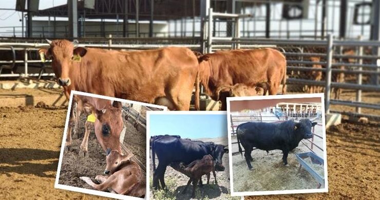 TAGEM’in hayvancılık ıslah çalışmaları ülke ekonomisine katkı sağlıyor