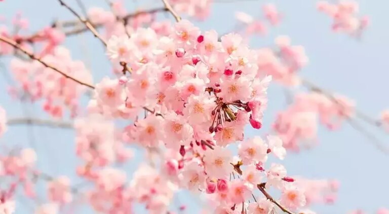 Bahar geliyor: Üçüncü cemre toprağa düştü